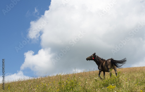 The horse in the green meadow © rootstocks