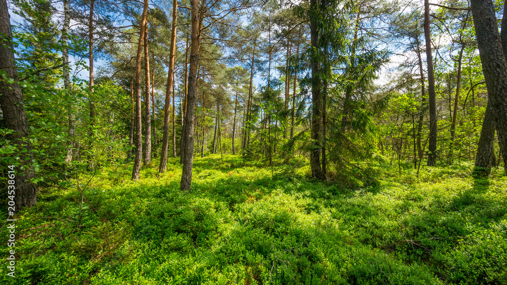 Forest in Bavaria in spring