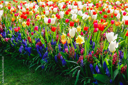 Tulpen in Holland im Frühling