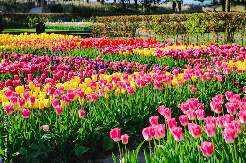 Tulpen in Holland im Fr  hling