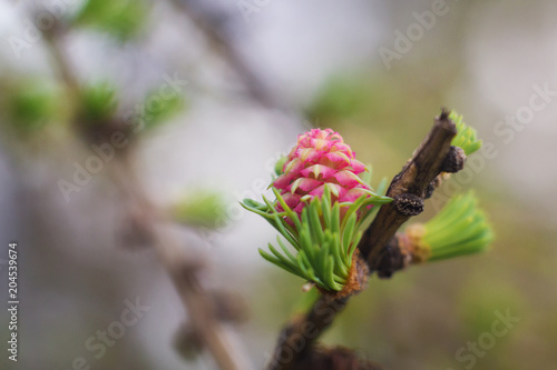 A tree of European forest Larch  Larix decidua   young cones  pink 