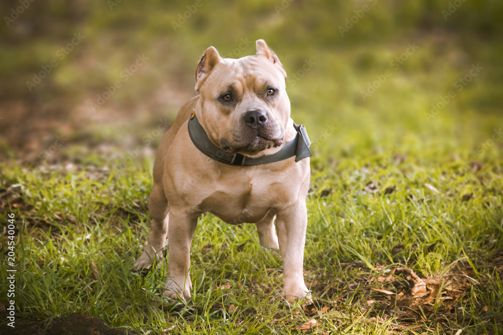 an americanbully yellow dog standing in the grass watching to the right with his collar