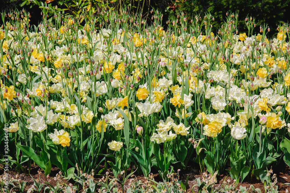 Tulpen in Holland im Frühling