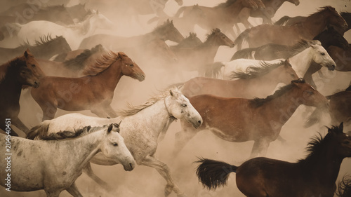 Horses run gallop in dust photo