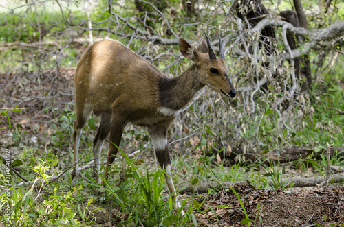 Guib harnaché, Tragelaphus scriptus, Afrique du Sud photo