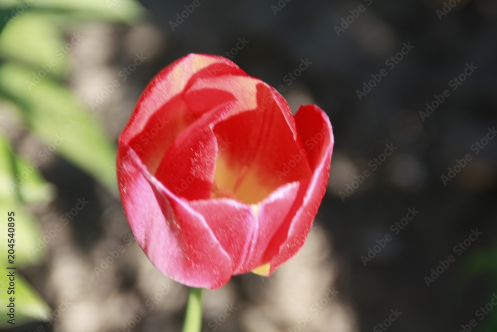 aufgehende tulpe in der sonne aufgehende tulpe in der sonne