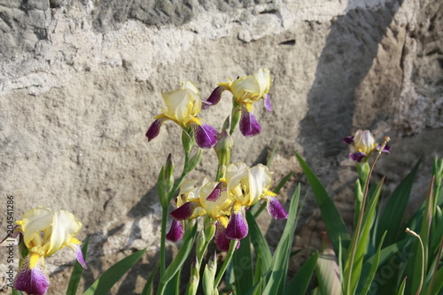 schwertlilien vor sandsteinmauer blühen auf photo