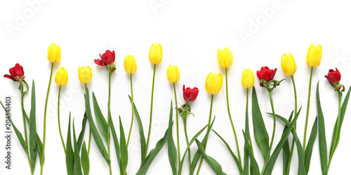 Yellow and red tulips isolated on white background. Pattern of tulips. Floral background. Top view, flat lay. Flowers, spring, summer concept. March 8, mother's day background.