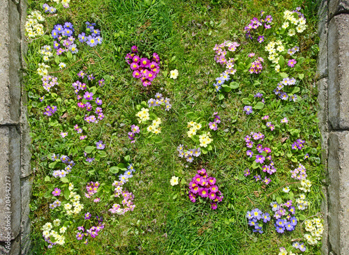 Fotografie colorful flowering primroses