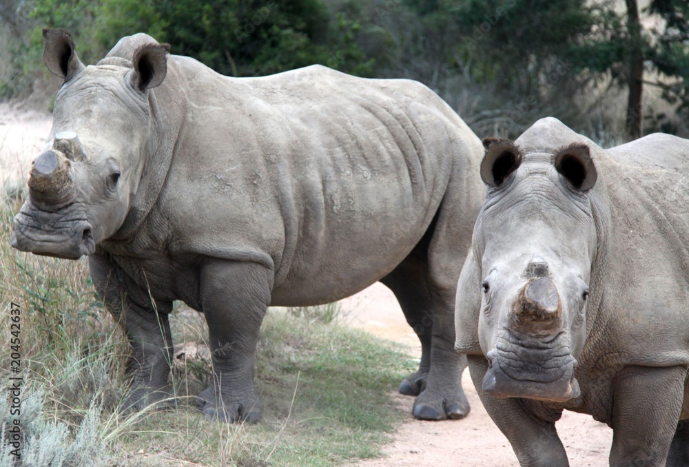 Obraz premium White rhino in the Cape, South Africa