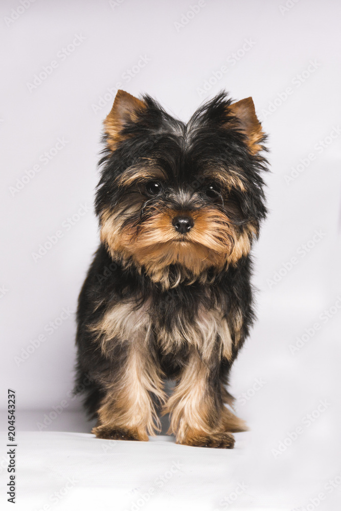 the face of a yorkshire puppy looking in front on a white background the face of a yorkshire puppy looking in front on a white background
