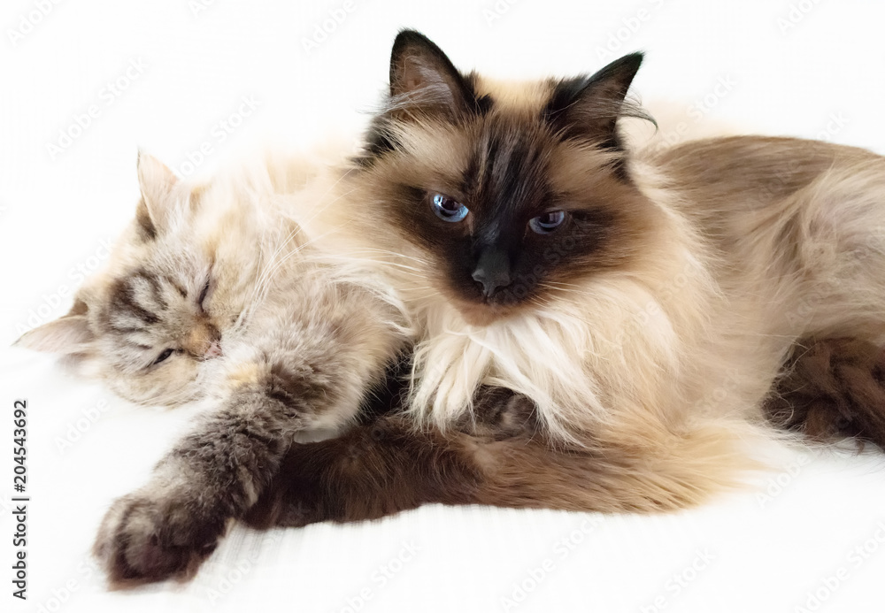closeup of two fluffy cats snuggled up against each other on white sheet closeup of two fluffy cats snuggled up against each other on white sheet