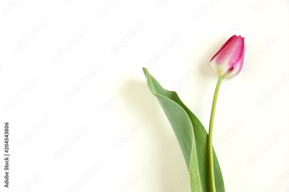 tulips tulips