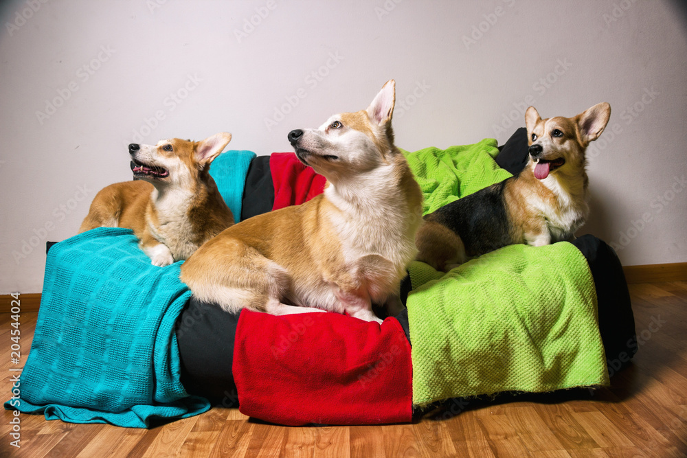  three corgi dogs lying down looking to the left a black piece of furniture with a red and blue green cloth