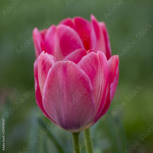 Red tulips  macro