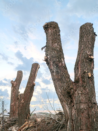 tops of trees against the sky