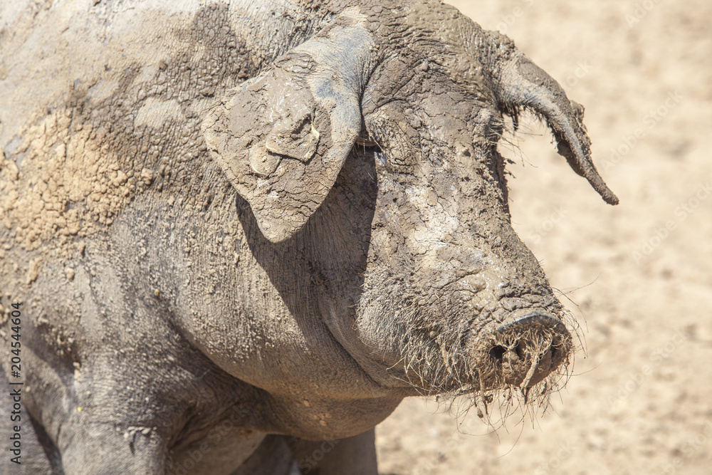 Black iberian pig enjoying the mud, Extremadura, Spain