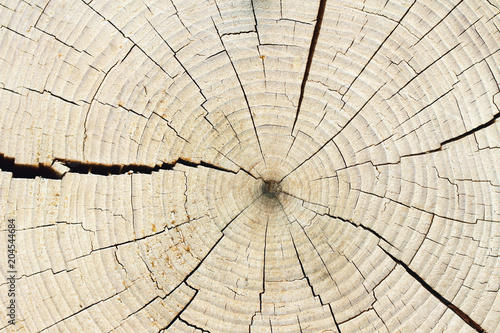 Querschnitt eines Baumstammes mit schöner Holzstruktur photo