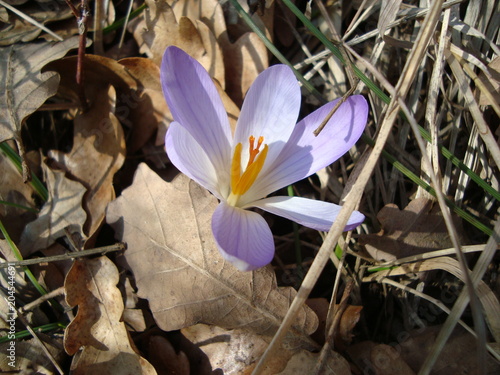 crocus sauvage