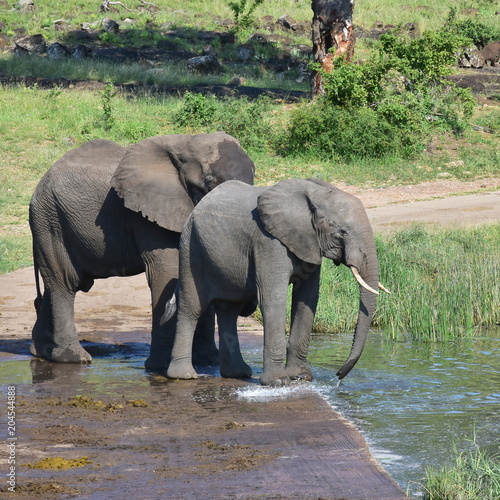 elephants on Shongololo Loop bridge near Pioneer Dam Kruger National park in South Africa