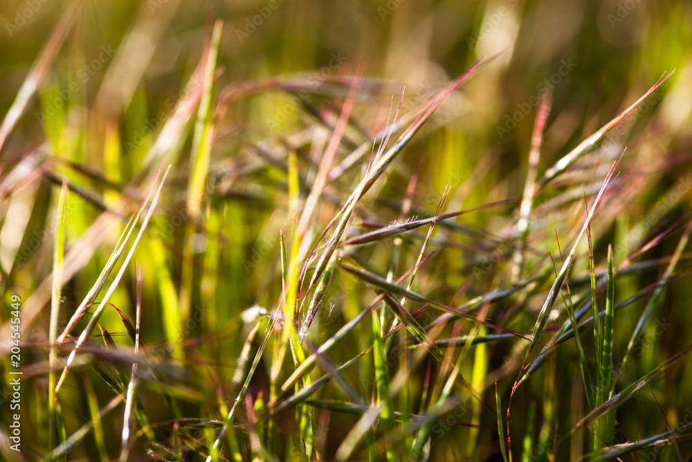 Grass in the sunshine