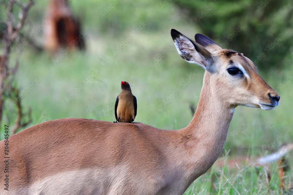 red billed oxpecker and impala antelope,Kruger National park in South Africa red billed oxpecker and impala antelope,Kruger National park in South Africa