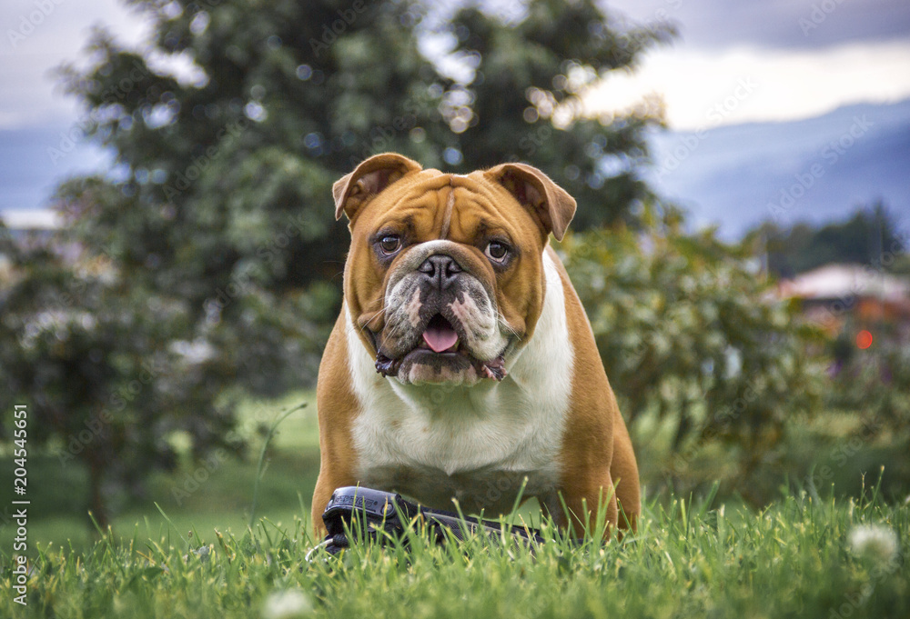  a bulldog dog standing on the grass with trees in the background