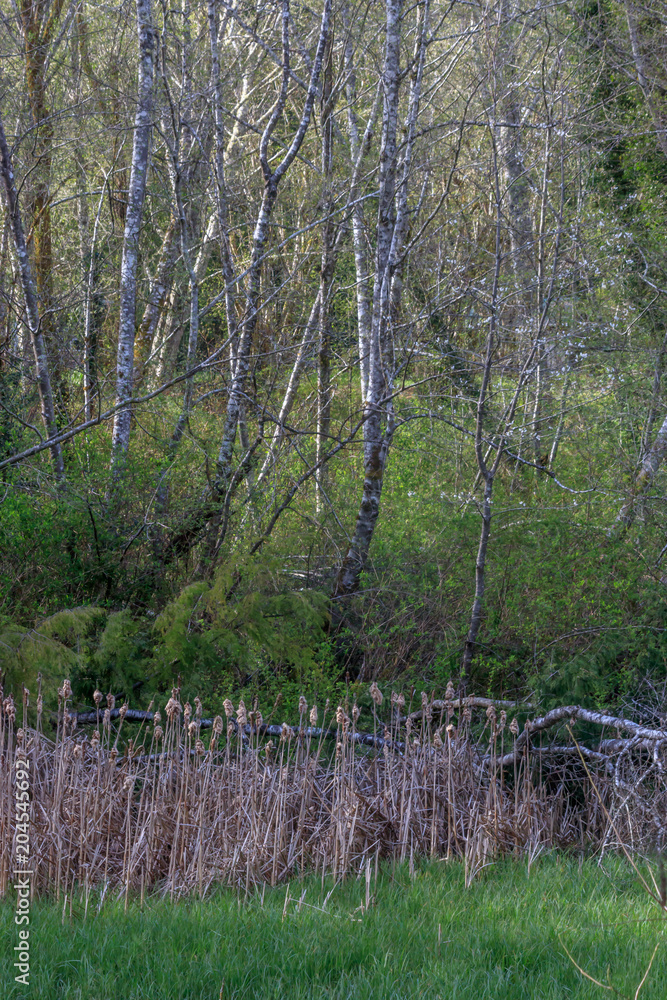 Obraz premium clearing in winter forest