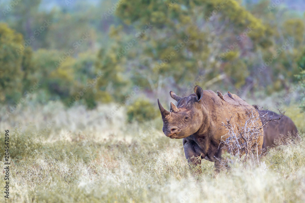 Fototapeta premium Black rhinoceros in Kruger National park, South Africa
