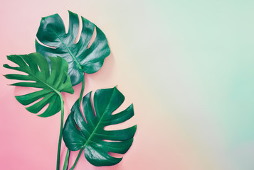 Summer tropical background