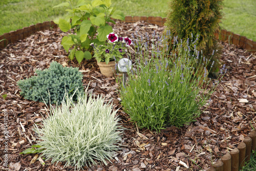 Flower bed with different flowers covered with bark mulch in summer. Solar lamp in the centre. photo