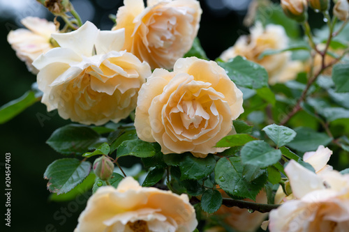 雨の日のクリーム色のばら「バフビューティー」の花のアップ	