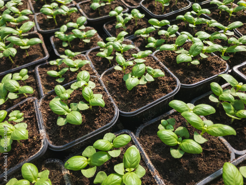 Small sprouts of basil