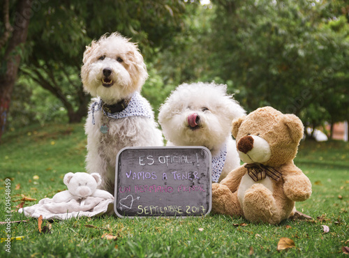  2 dogs sitting behind a blackboard with some stuffed animals in the grass photo