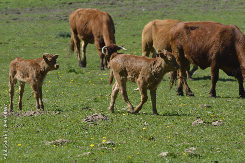 Fototapeta premium calf in the pasture