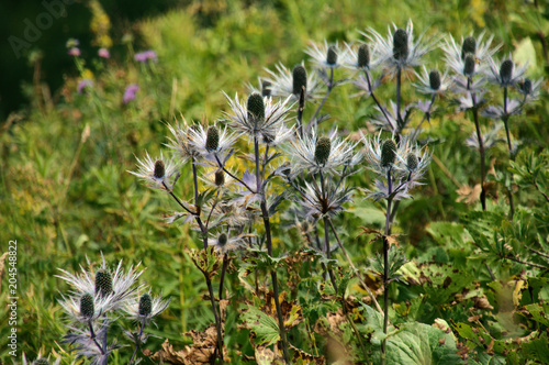 Eryngium alpinum, 