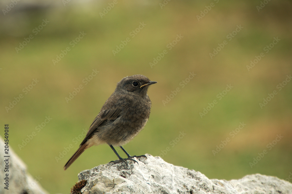 Redstart Chick; fledgling on the Creux du Van Redstart Chick; fledgling on the Creux du Van
