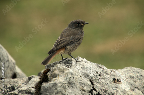 Redstart Chick; fledgling on the Creux du Van