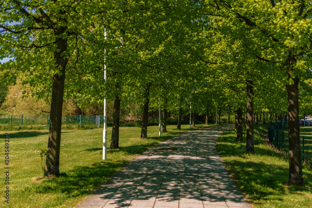 Naklejka premium Allee