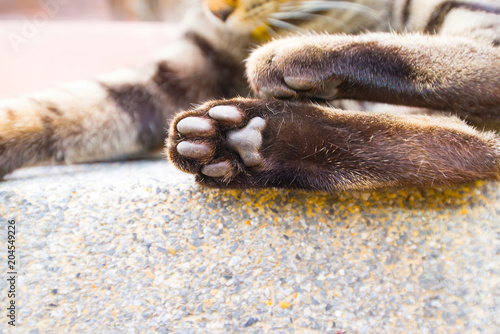 Cat's feet covered with hairs.
