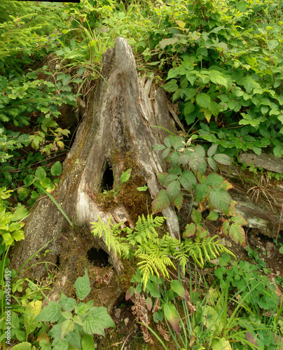 Dead wood in the forests around Creux du Van, Neuchastel photo