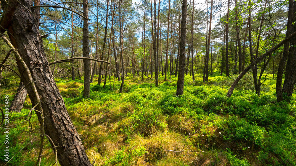 Forest in Bavaria in spring Forest in Bavaria in spring