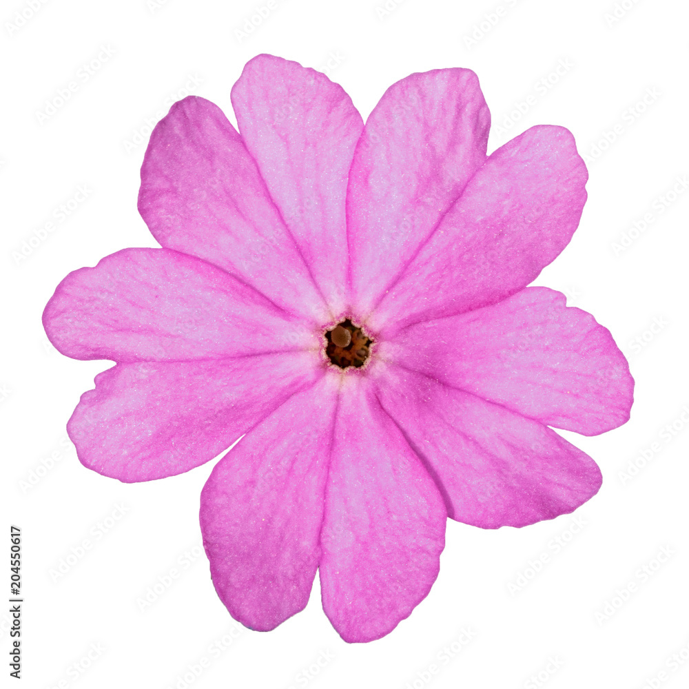 one pink primrose flower isolated on white background