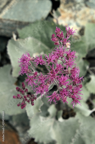 Adenostyles glabra; Alpine Plantain in Valais, Swiss Alps photo