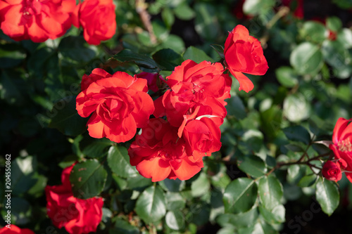 早朝の赤いばら「ラ セビリアーナ」の花のアップ