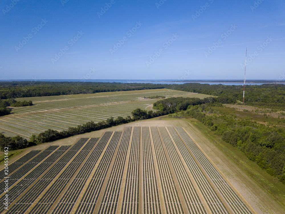 High aerial view of farms and vegetable fields in South Carolina, USA. High aerial view of farms and vegetable fields in South Carolina, USA.