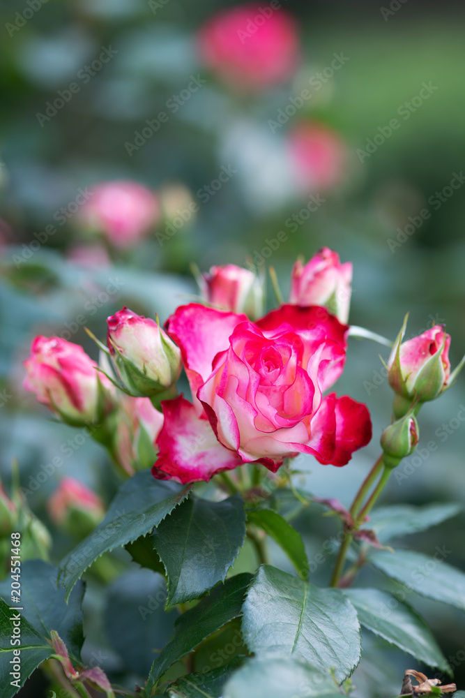 早朝のピンクと白のばら「ジュビレデュプリンス ドゥモナコ」の花のアップ
