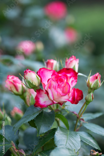 Fototapeta Naklejka Na Ścianę i Meble -  早朝のピンクと白のばら「ジュビレデュプリンス ドゥモナコ」の花のアップ