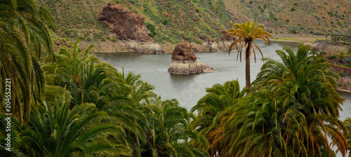 Palm forest and rainwater dam, La sorrueda, Santa lucia, Gran canaria