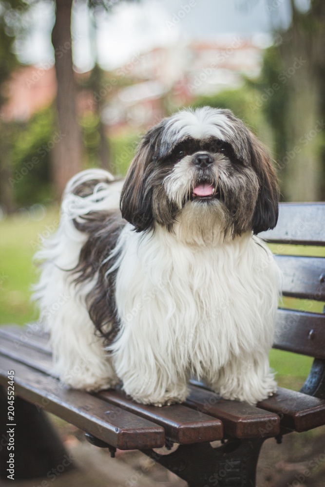 a shihtzu dog sitting on the bench in a park looking straight ahead